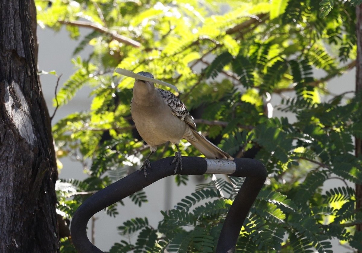 Great Bowerbird - ML620523508