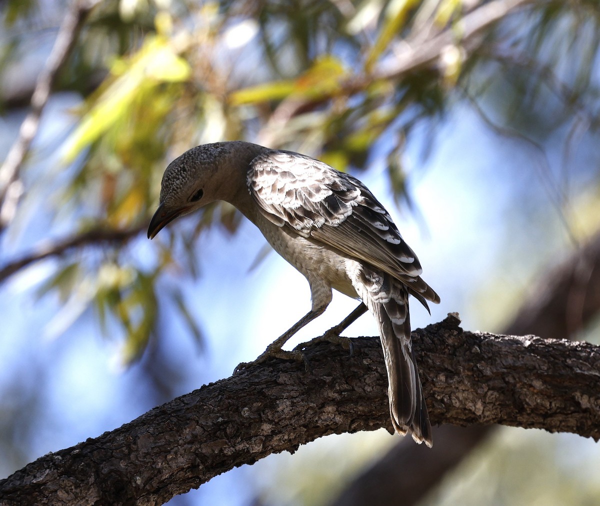 Great Bowerbird - ML620523510