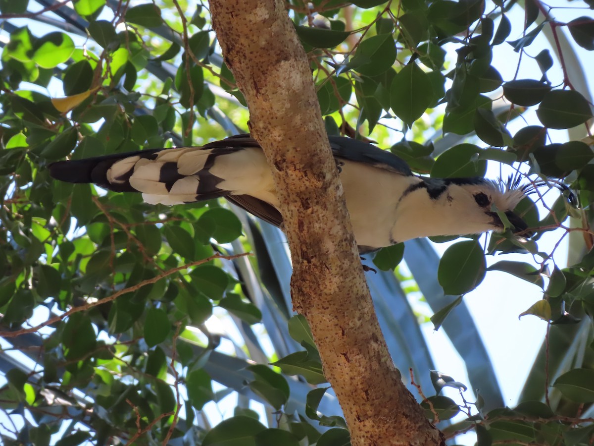 White-throated Magpie-Jay - ML620523513