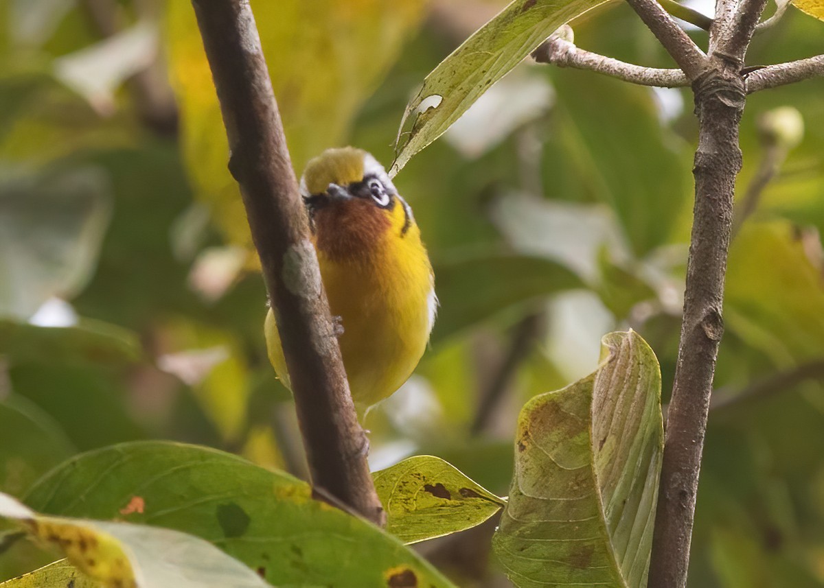 Black-eared Shrike-Babbler - ML620523519