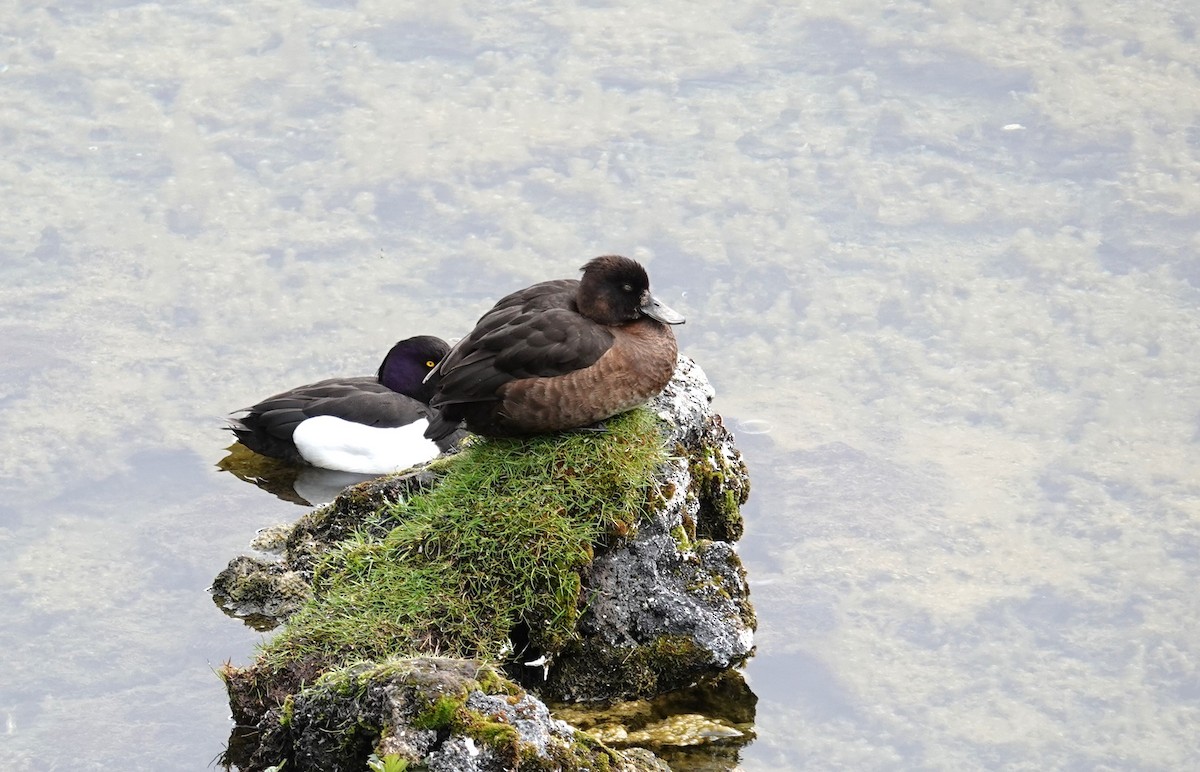 Tufted Duck - ML620523520
