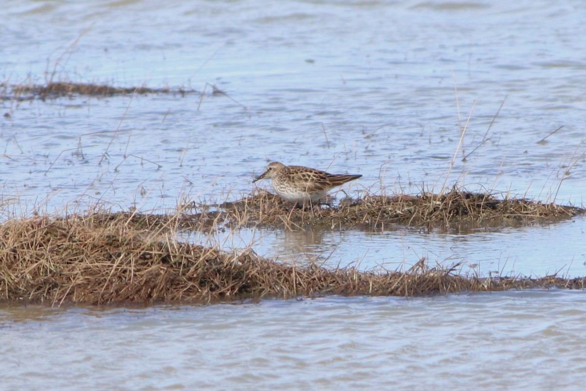 White-rumped Sandpiper - ML620523521