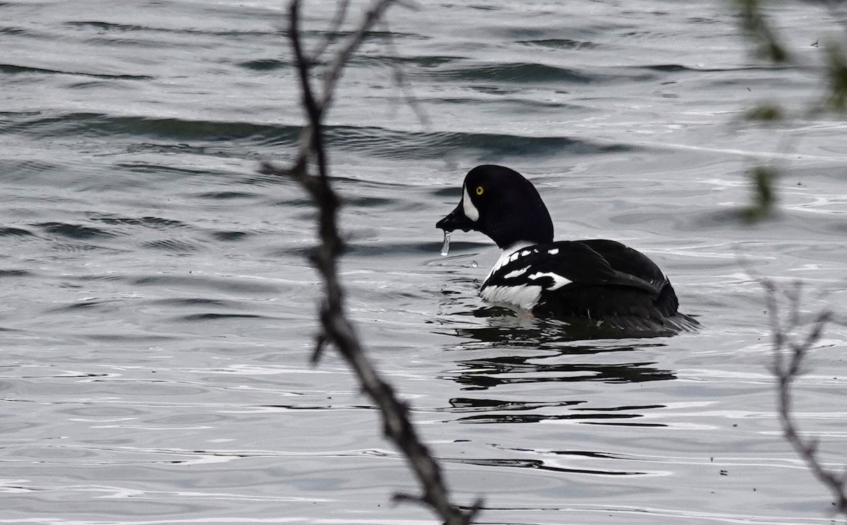 Barrow's Goldeneye - ML620523524