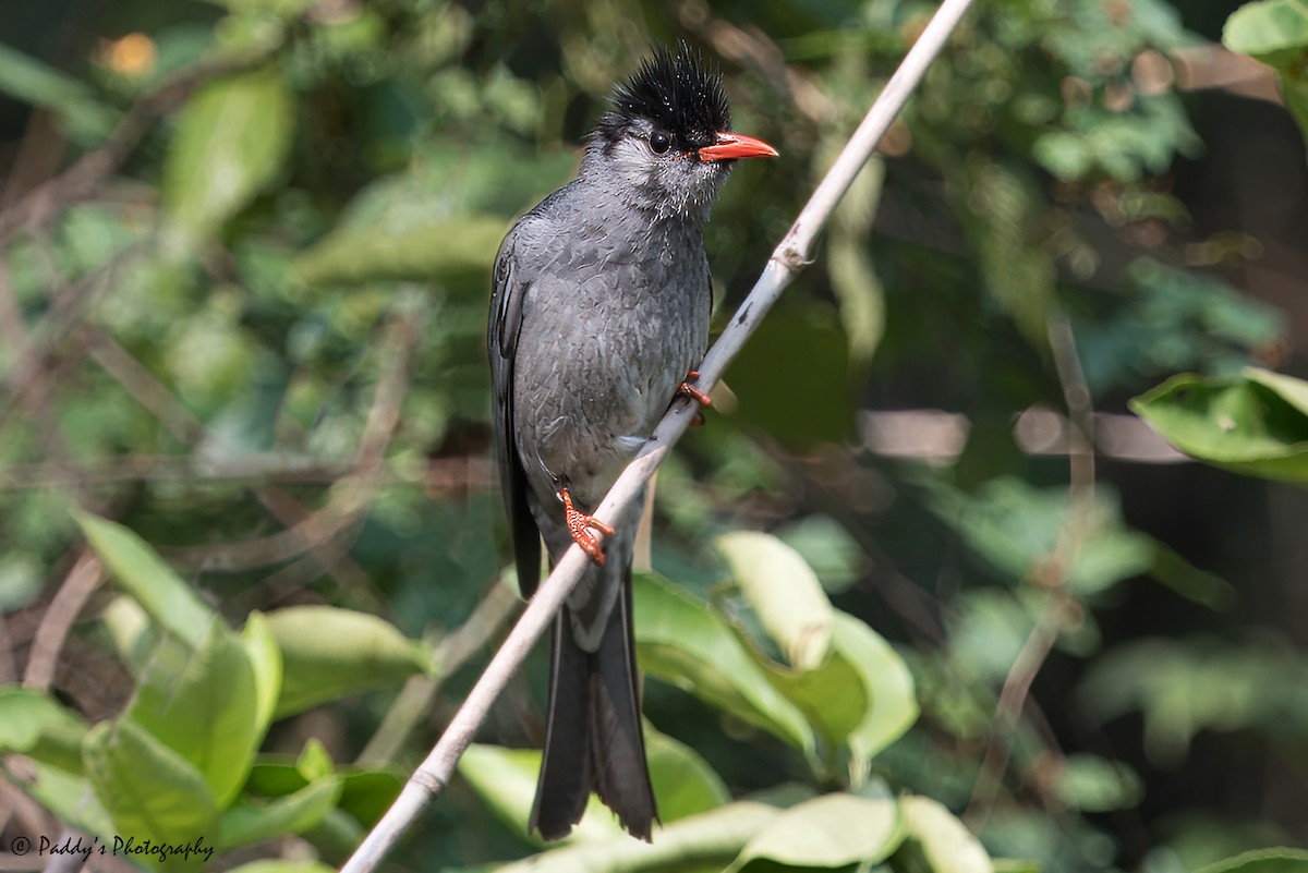 Bulbul Negro - ML620523525