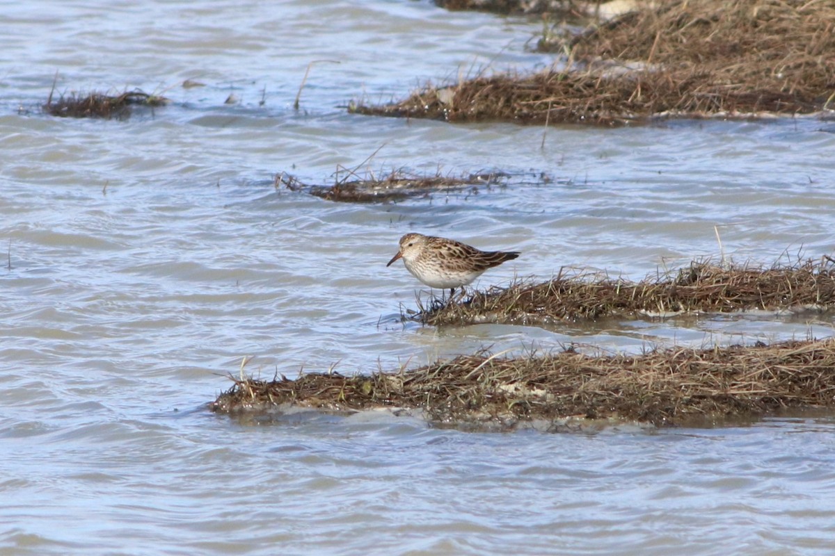 White-rumped Sandpiper - ML620523526