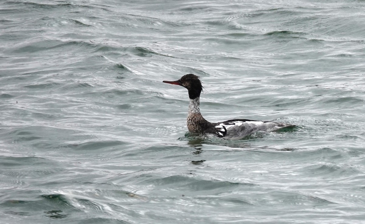 Red-breasted Merganser - ML620523527