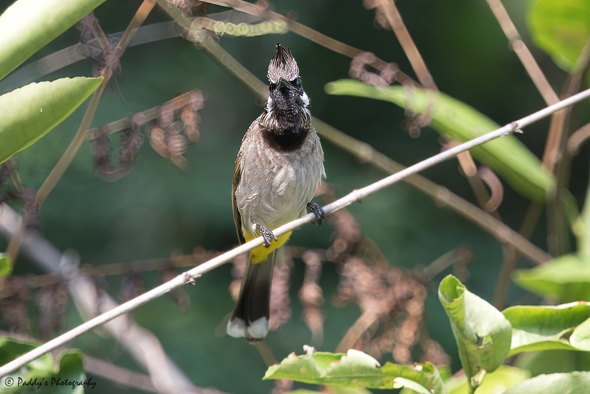 Bulbul à joues blanches - ML620523528