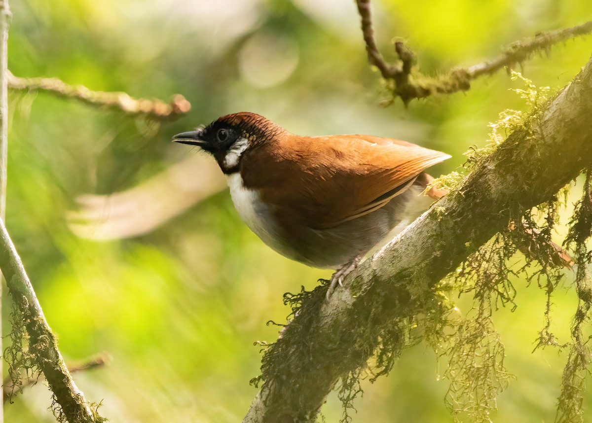 Gray-sided Laughingthrush - Sathyan Meppayur