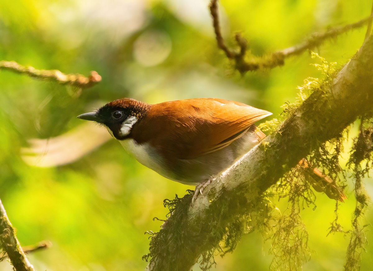 Gray-sided Laughingthrush - ML620523534