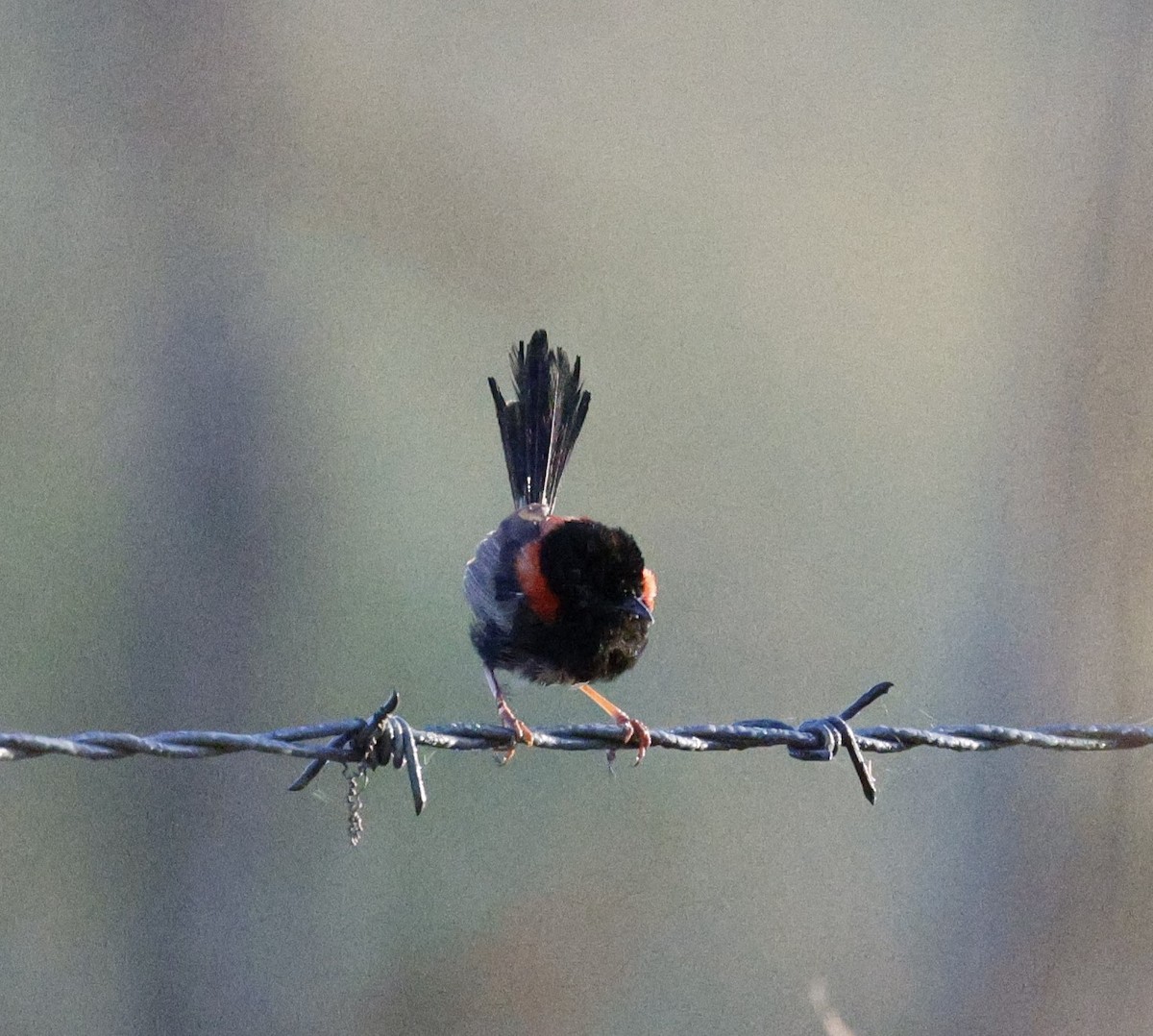 Red-backed Fairywren - ML620523541