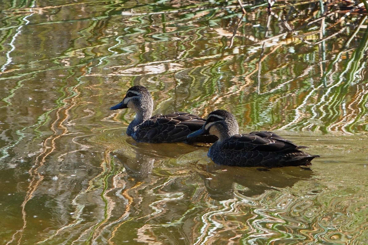 Canard à sourcils - ML620523543