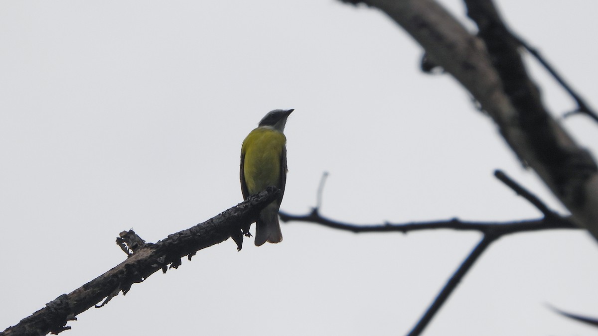 Rusty-margined Flycatcher - ML620523546