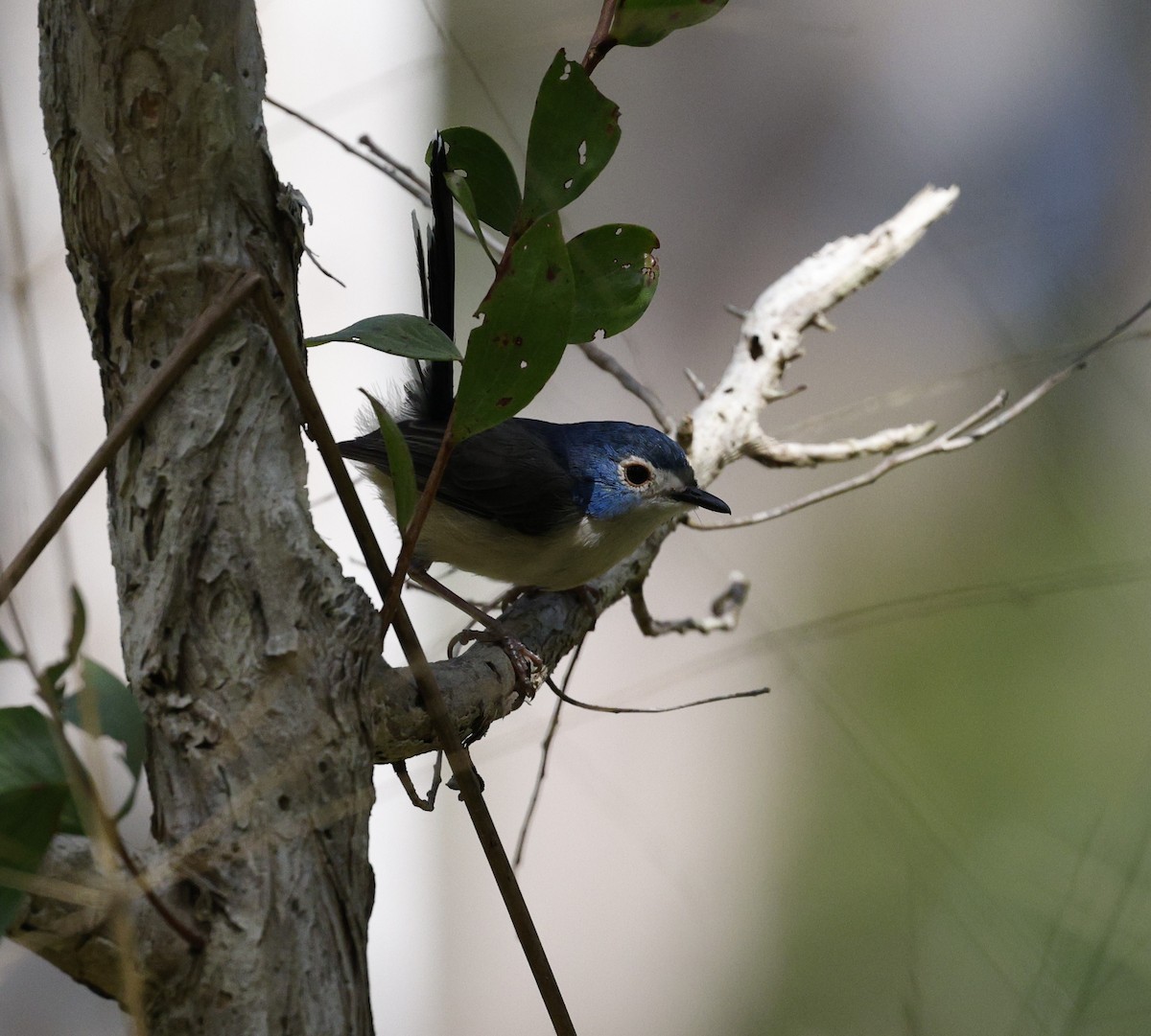 Lovely Fairywren - ML620523556