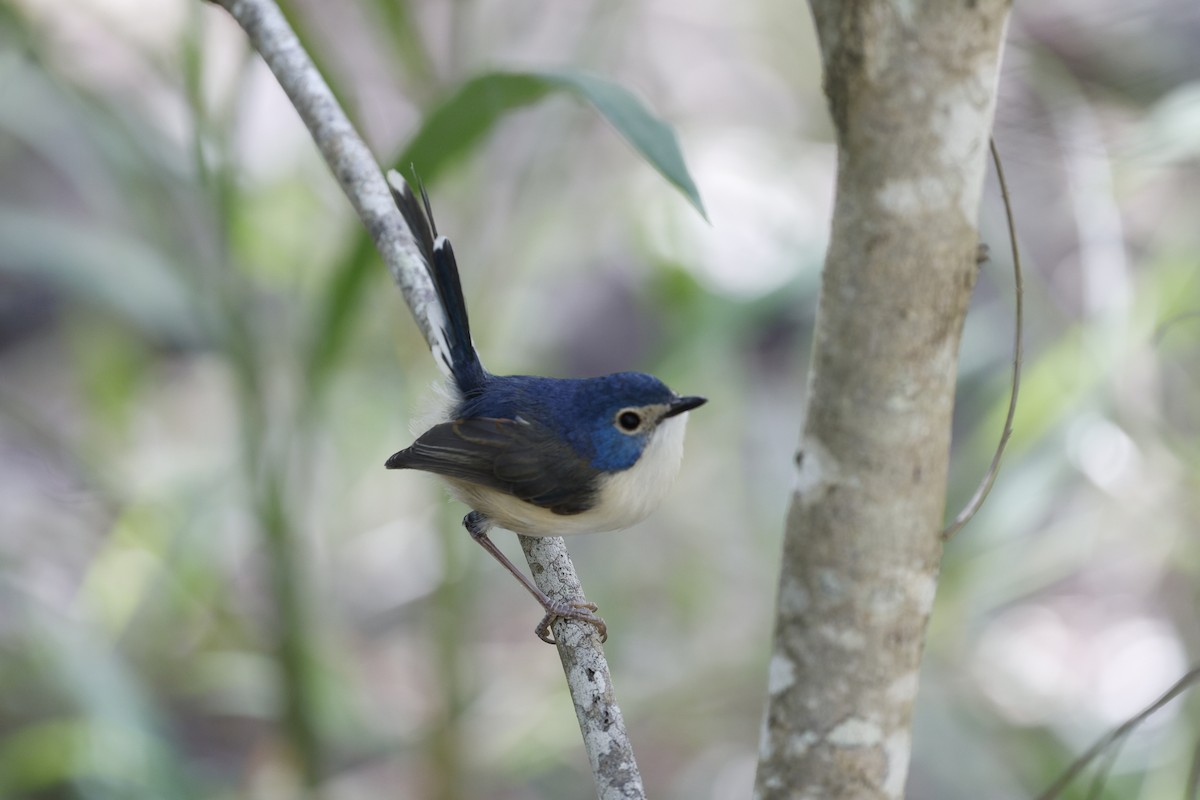 Lovely Fairywren - ML620523558