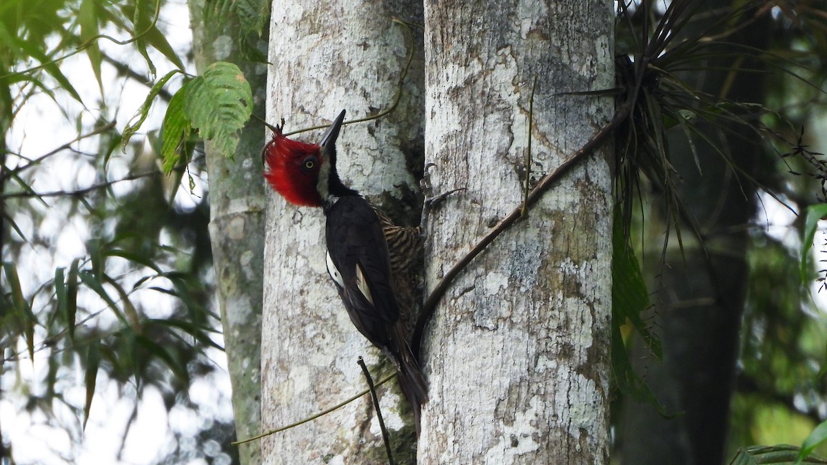 Guayaquil Woodpecker - ML620523560