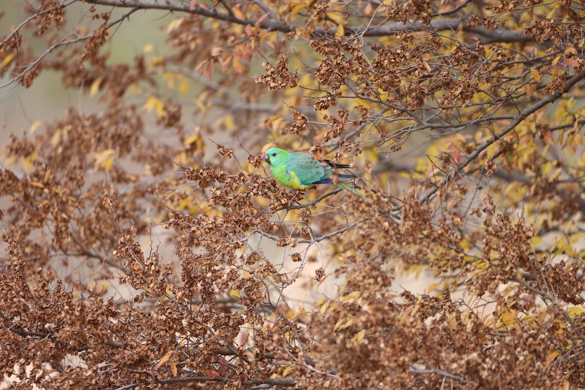 Red-rumped Parrot - ML620523562