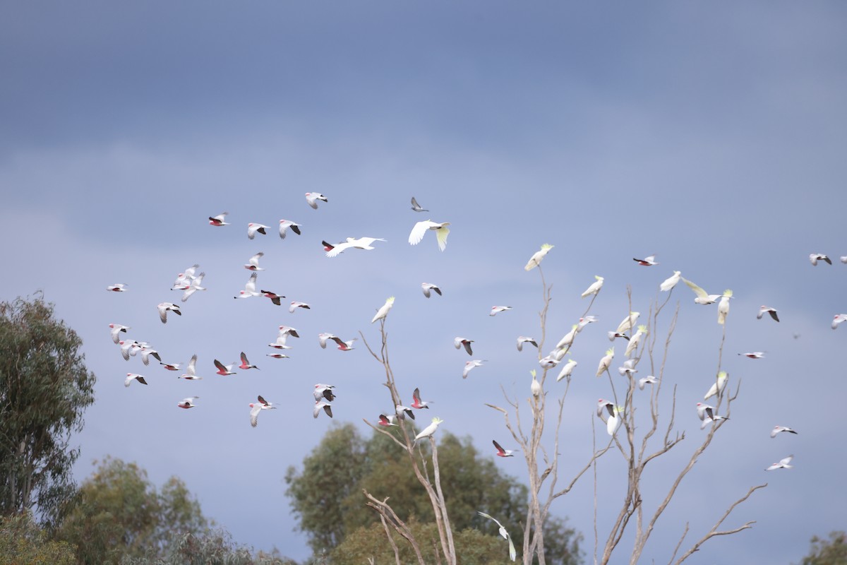 Sulphur-crested Cockatoo - ML620523572