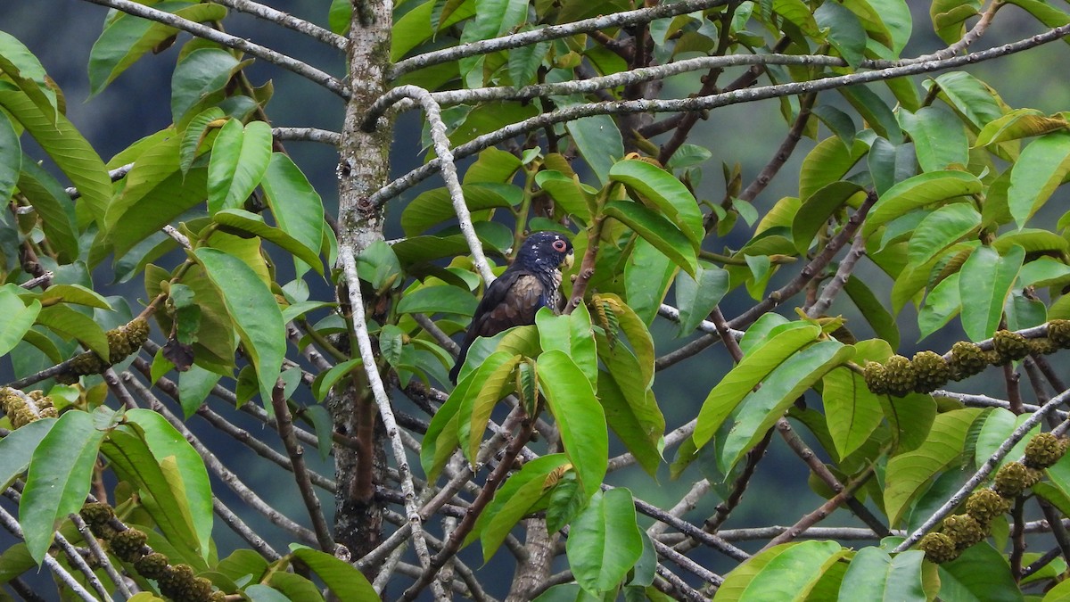 Bronze-winged Parrot - Bruno Caula