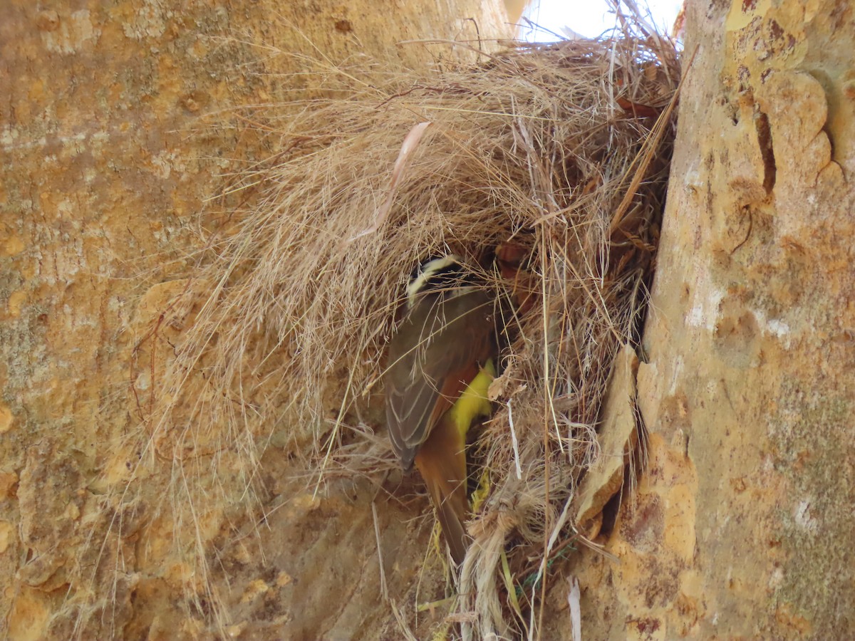 Great Kiskadee - ML620523583