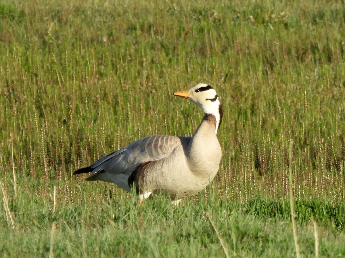 Bar-headed Goose - ML620523589