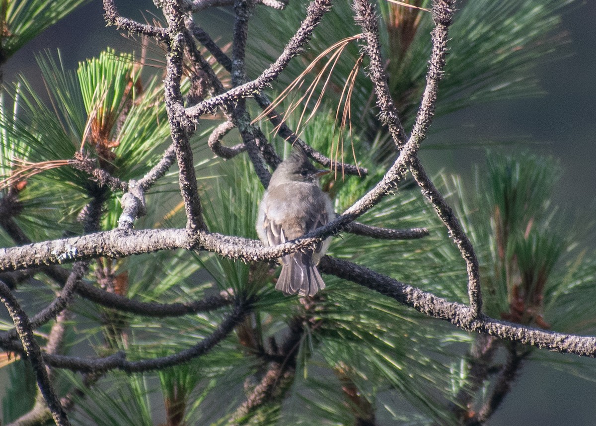 Greater Pewee - ML620523593