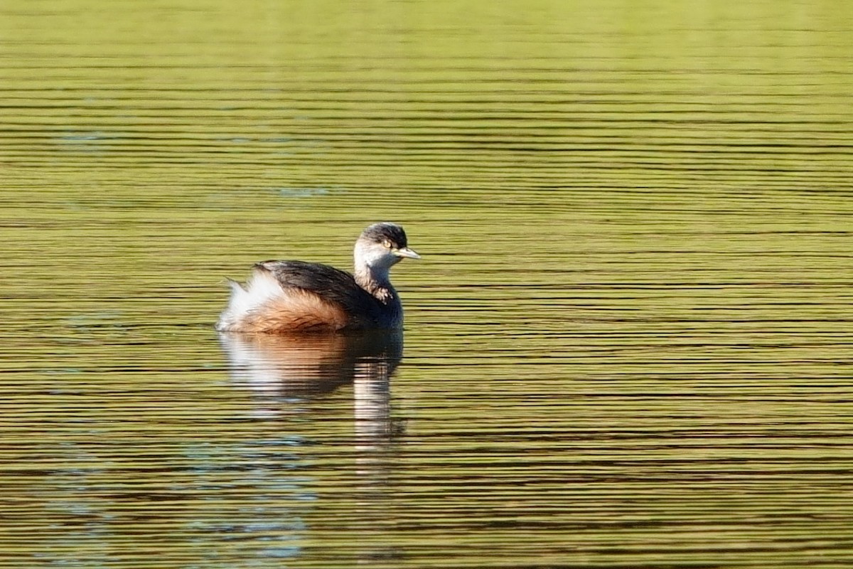 Australasian Grebe - ML620523594