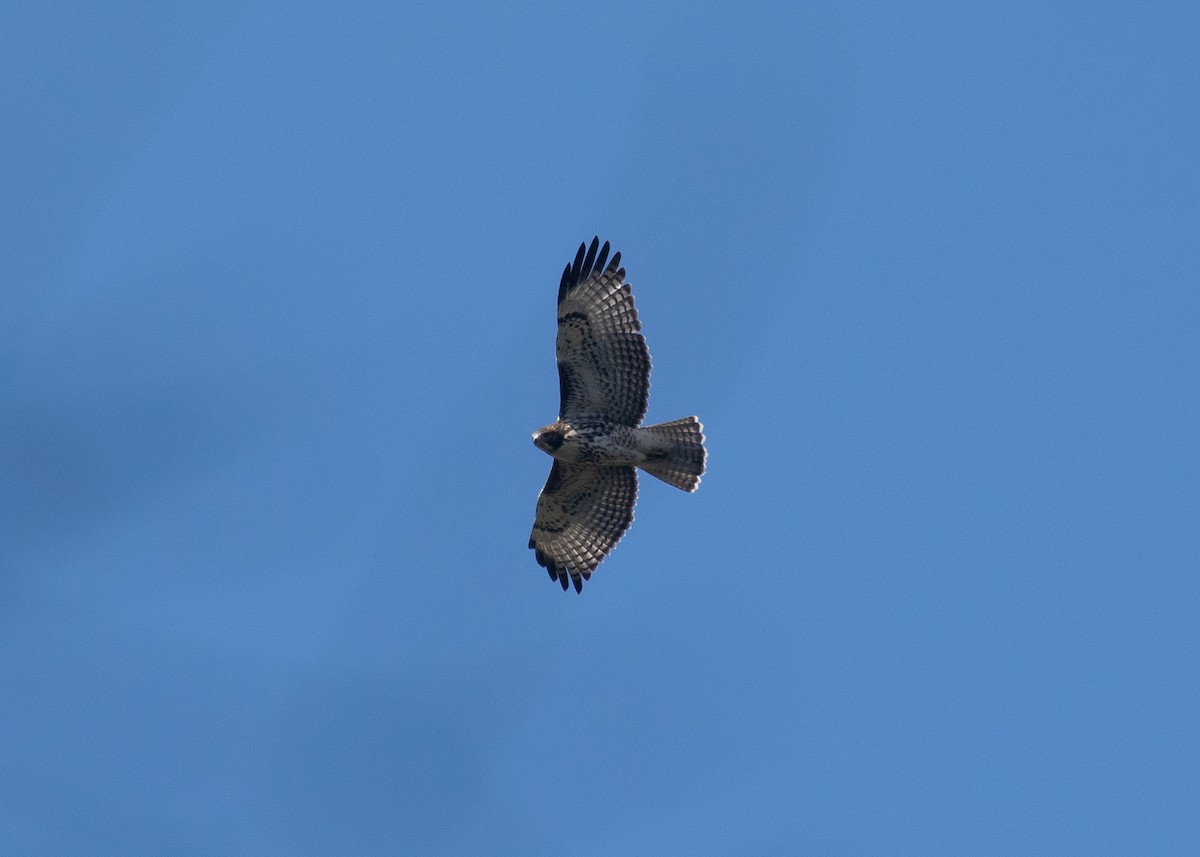 Red-tailed Hawk - ML620523595