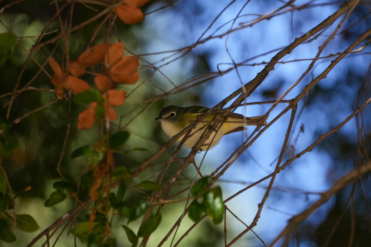 kaliforniavireo/eremittvireo - ML620523603