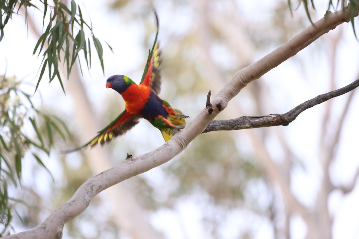 Rainbow Lorikeet - ML620523604