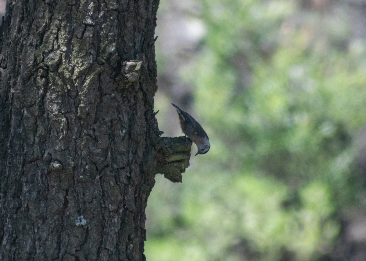 White-breasted Nuthatch (Interior West) - ML620523607