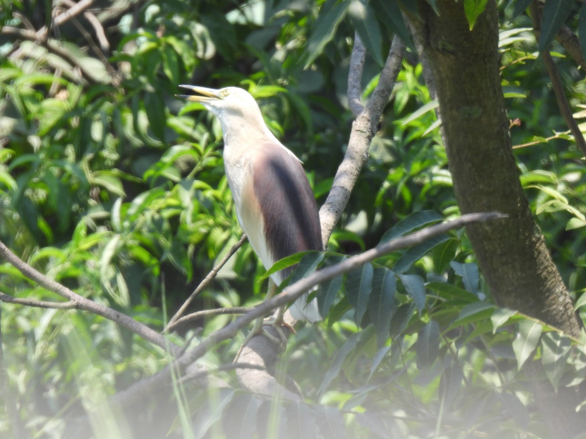 Indian Pond-Heron - ML620523611