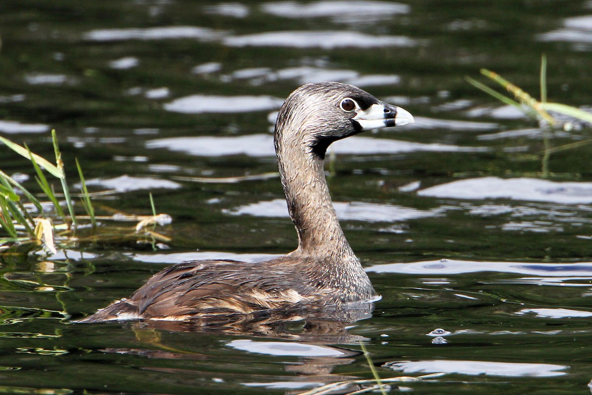 Pied-billed Grebe - ML620523613