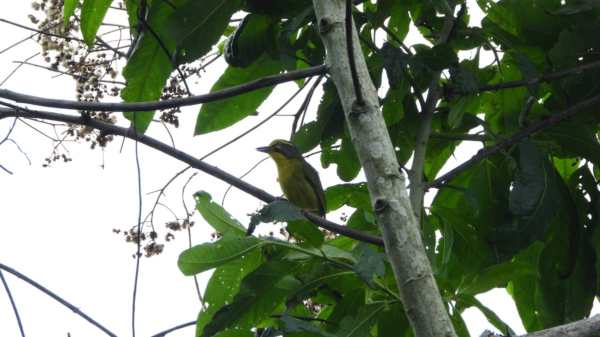 Slaty-capped Shrike-Vireo - ML620523614