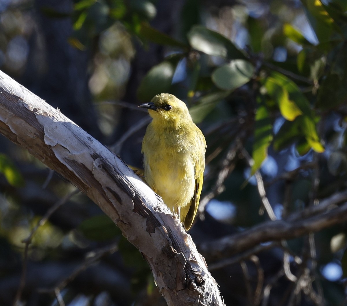 Yellow Honeyeater - ML620523617