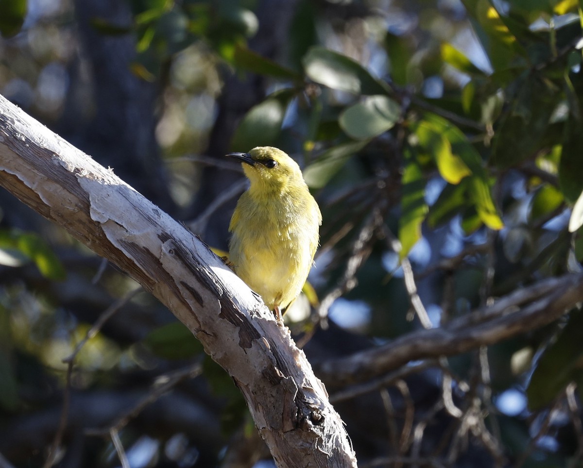 Yellow Honeyeater - ML620523619