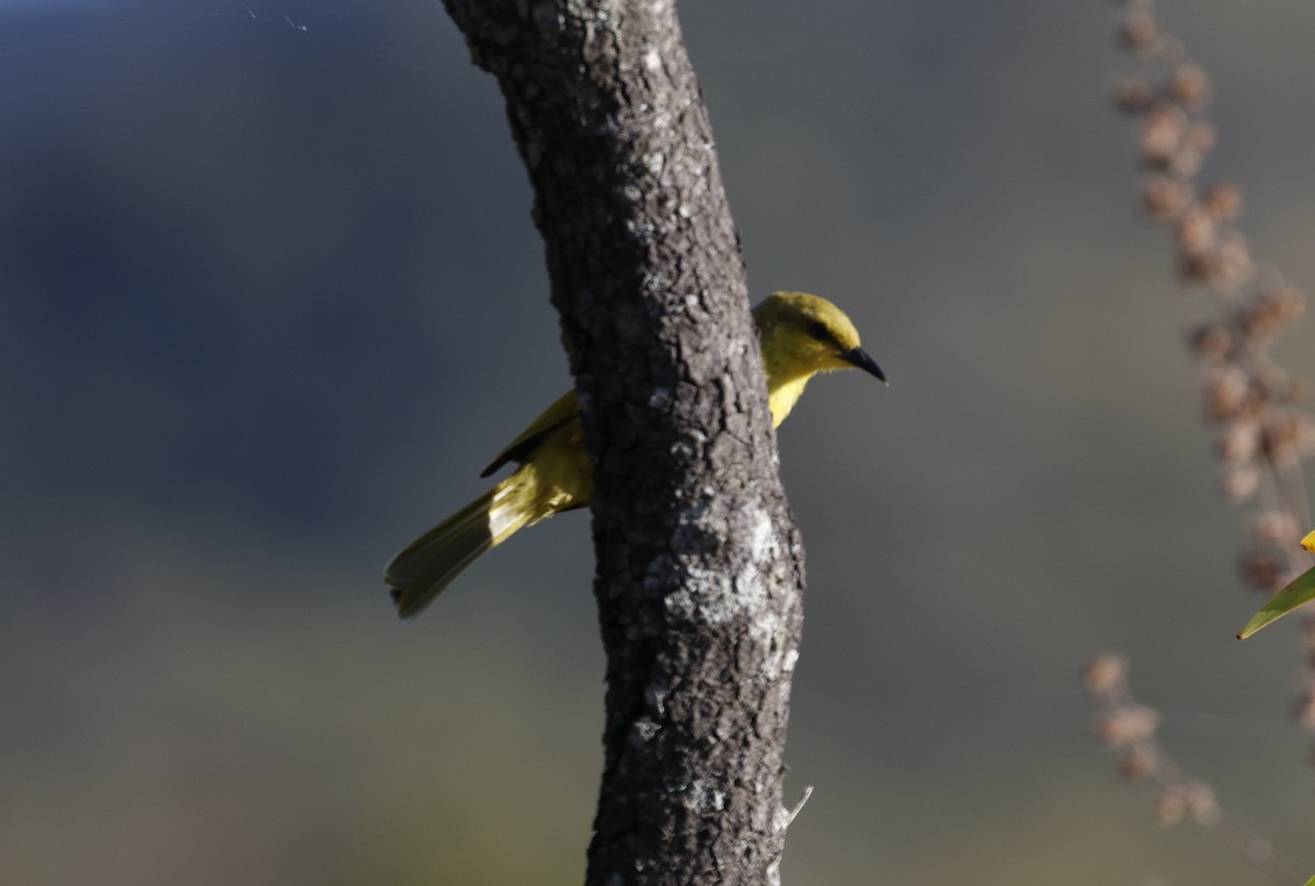 Yellow Honeyeater - ML620523621