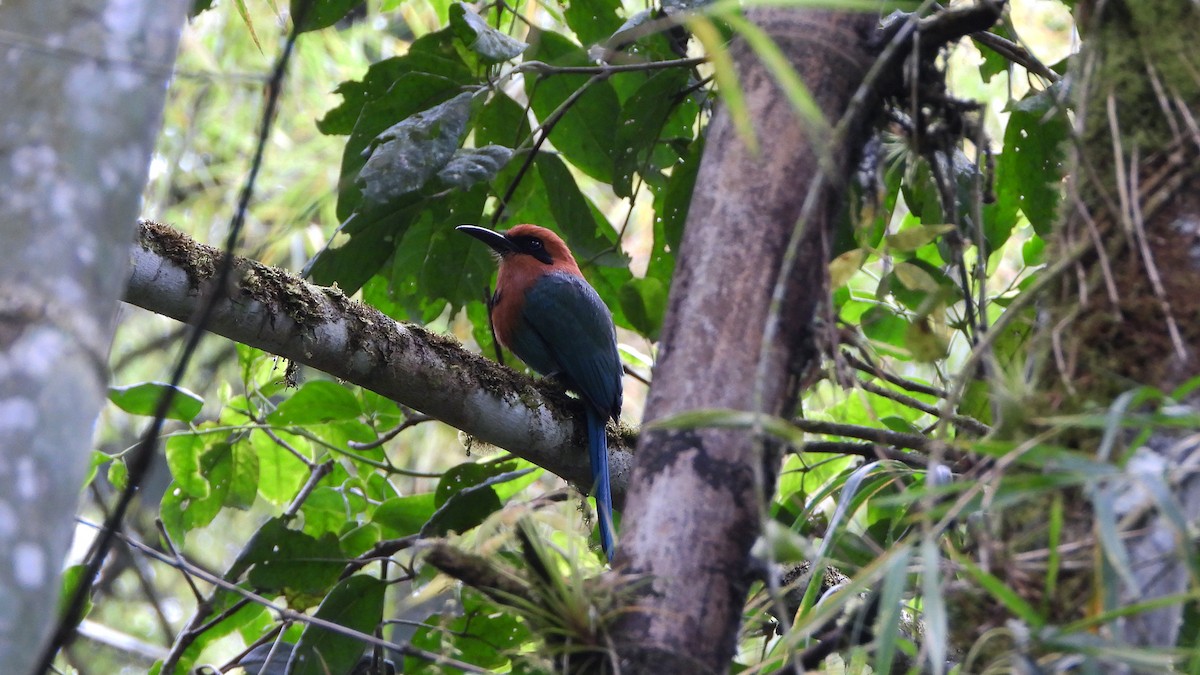 Rufous Motmot - ML620523622