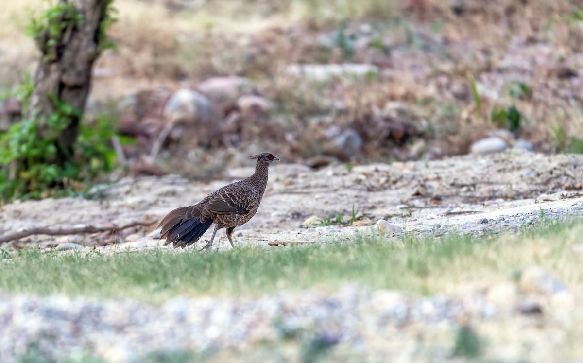 Kalij Pheasant - ML620523631