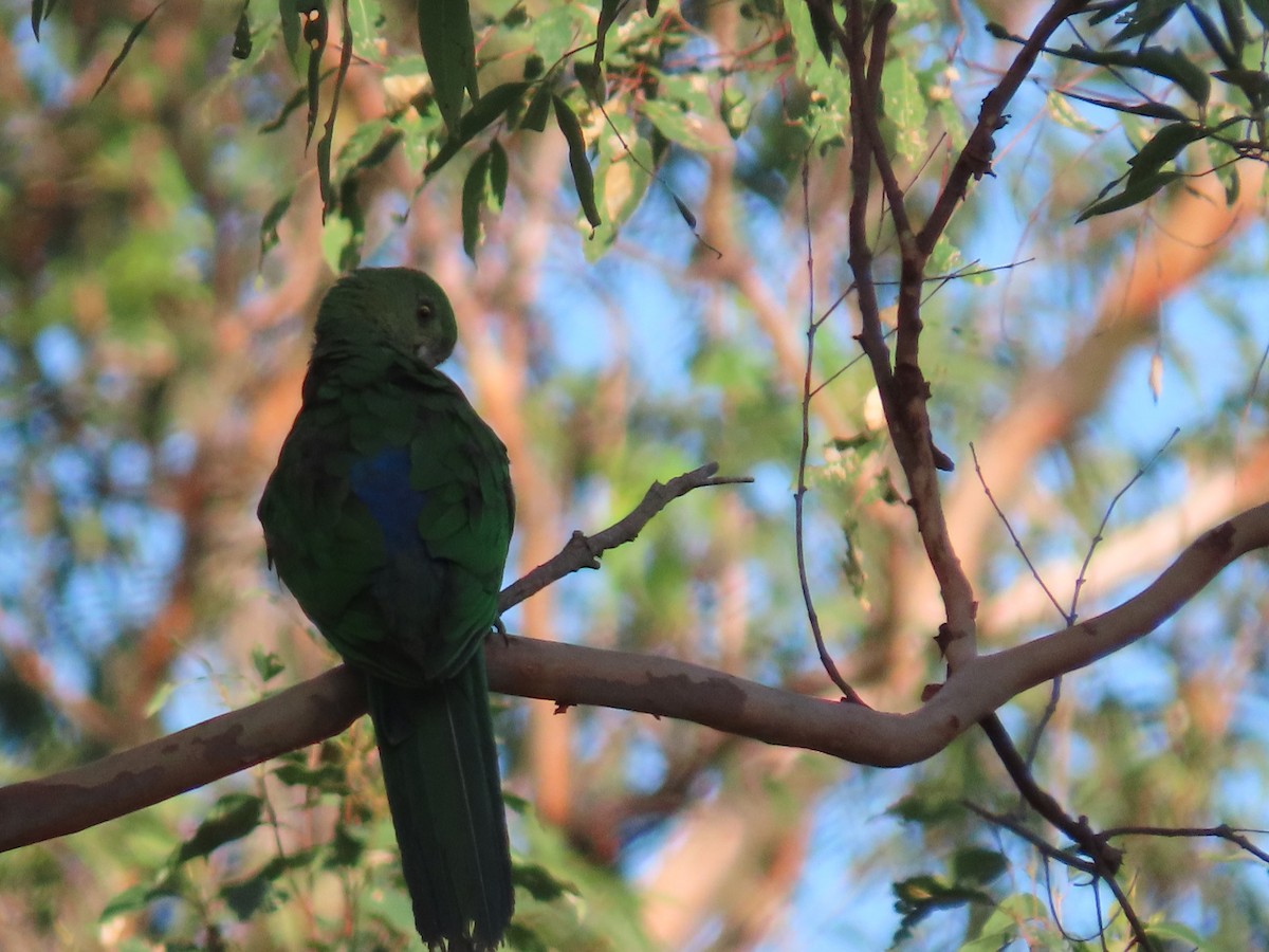 Australian King-Parrot - ML620523637