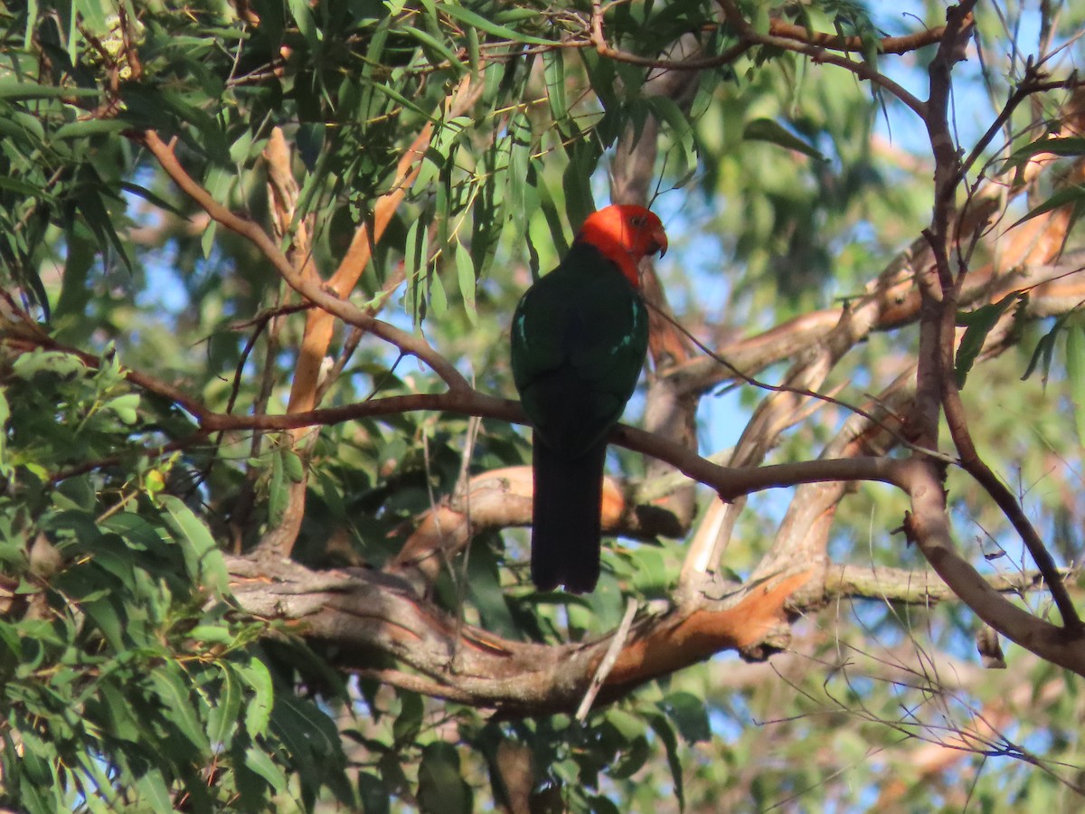 Australian King-Parrot - ML620523638