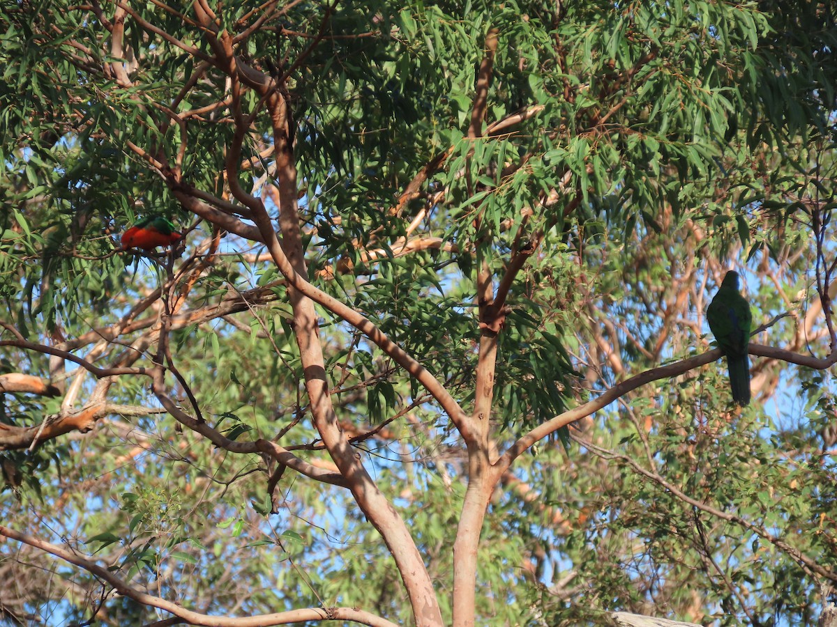 キンショウジョウインコ - ML620523639