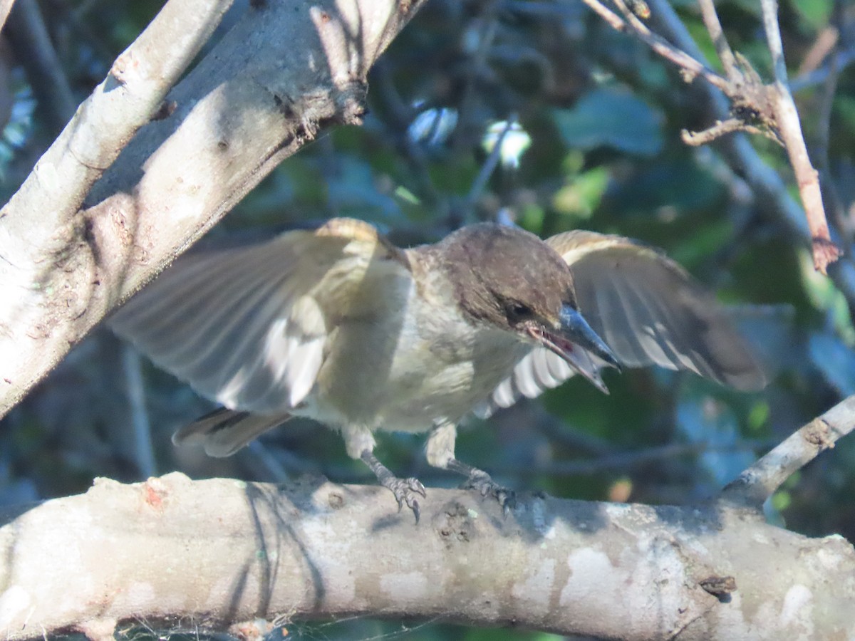 Pied Butcherbird - ML620523646