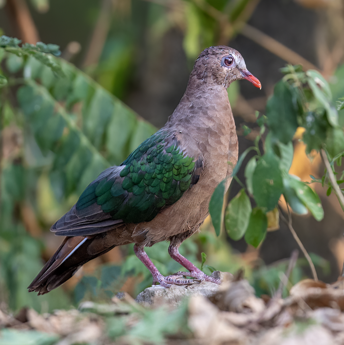 Asian Emerald Dove - ML620523649