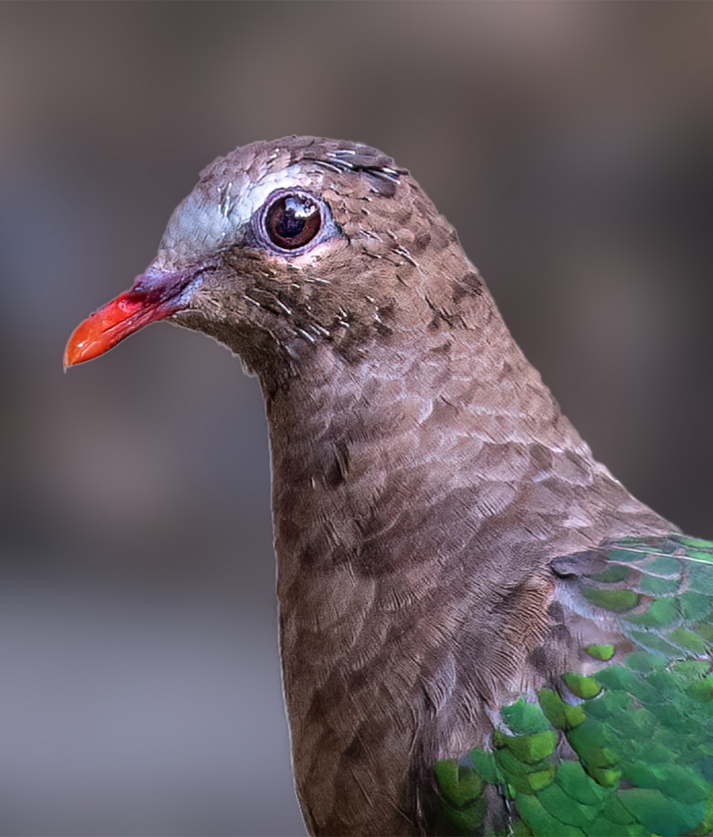 Asian Emerald Dove - ML620523650