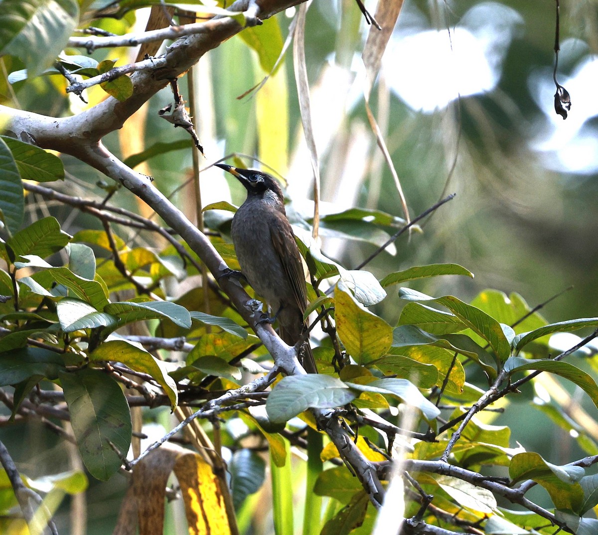 Bridled Honeyeater - ML620523652