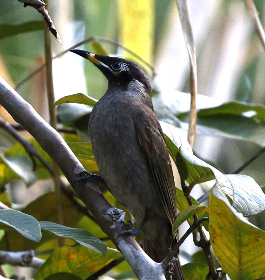 Bridled Honeyeater - ML620523653