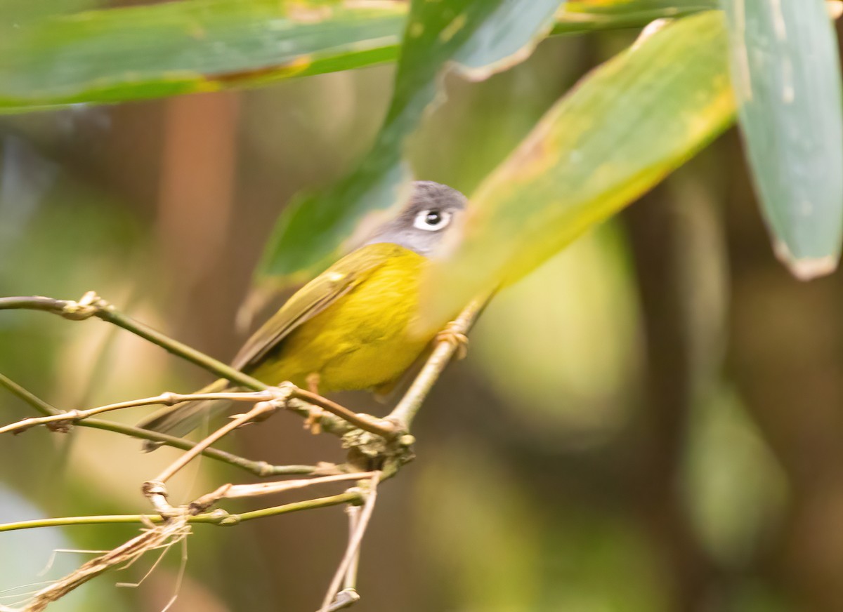 White-spectacled Warbler - ML620523662