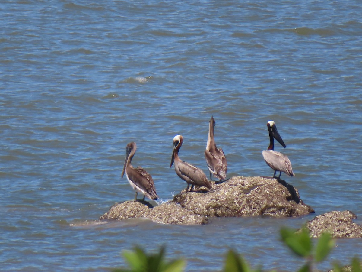 Brown Pelican - ML620523666