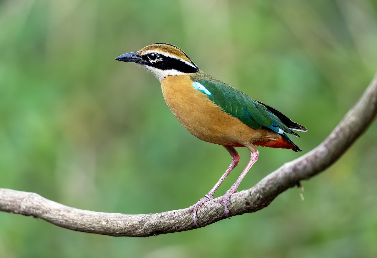 Indian Pitta - ML620523668