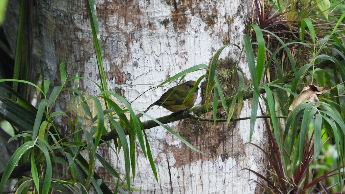 Orange-bellied Euphonia - ML620523674